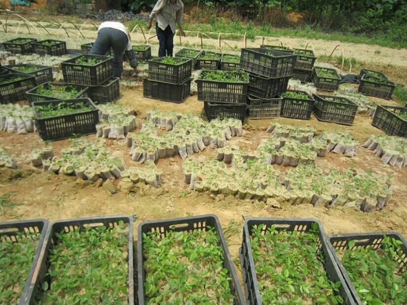 供應(yīng)牛大力苗好好