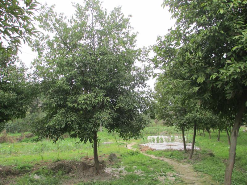 供應(yīng)重慶花卉苗木基地出售紫薇