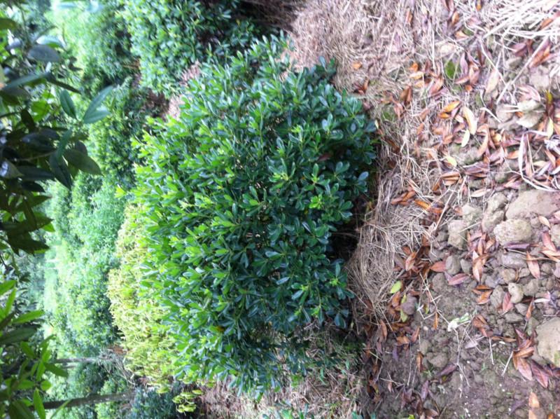 供應(yīng)重慶花卉苗木批發(fā)基地出售海桐球