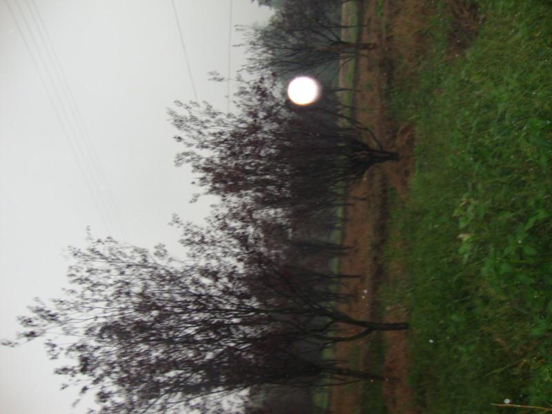 供應(yīng)重慶苗木基地出售紫薇