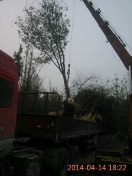 供應(yīng)15-20-25公分國槐電話15069981186