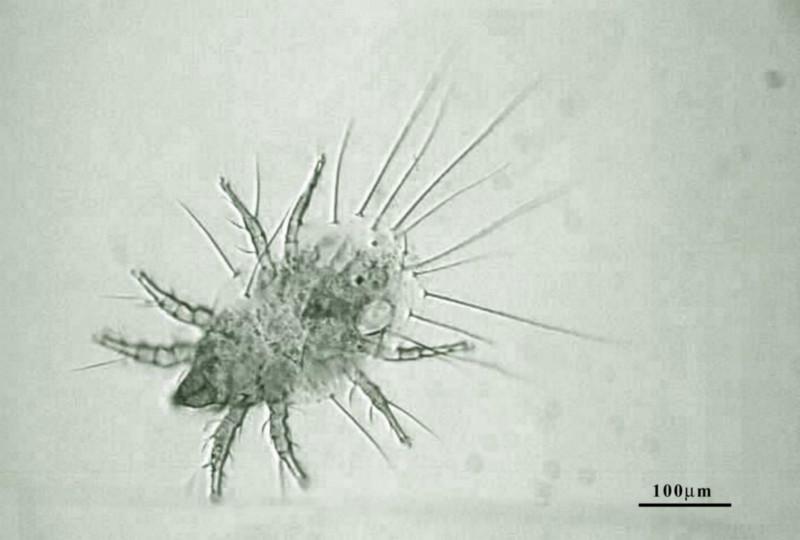 供應(yīng)紡織品防蛀檢測