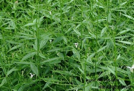 供河南萊爾茵廠家毛蕊異黃酮98價(jià)格C A S 20575-57-9