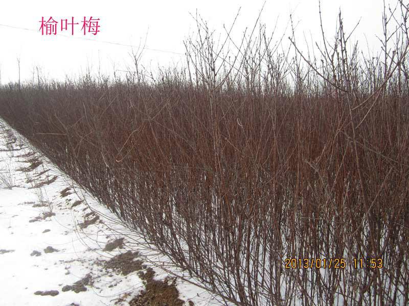 供應河北榆葉梅 叢生榆葉梅 榆葉梅價格圖片，基地供應商