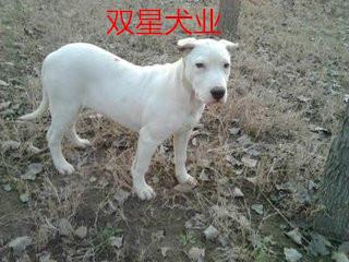 供应杜高犬幼崽多少钱杜高犬供应商图片