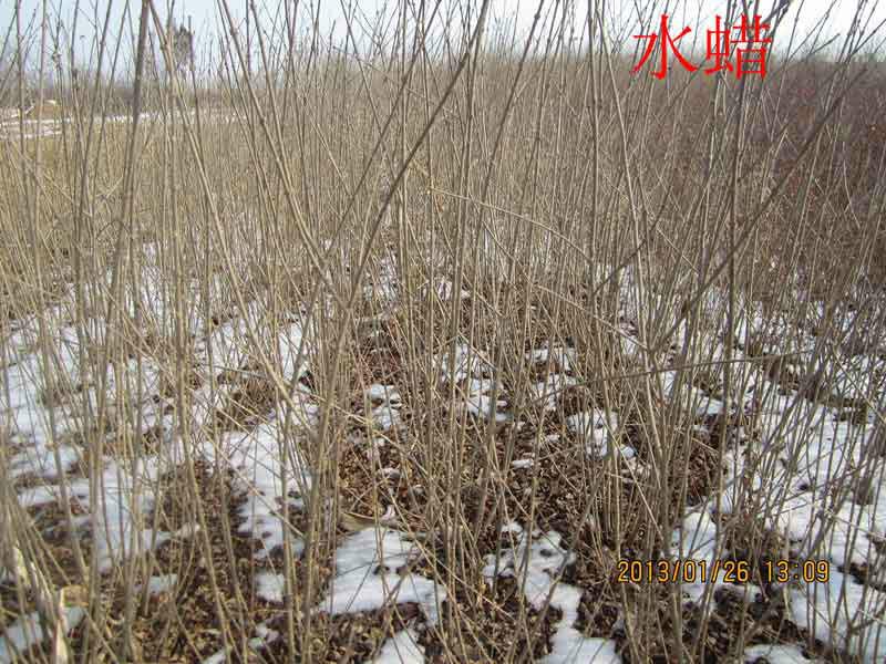 供應(yīng)河北水蠟 水蠟價(jià)格 圖片 廠家基地 供應(yīng)商