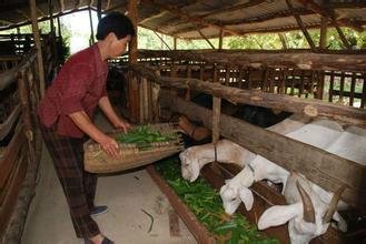 黑麥草種子批發(fā)公司哪里賣