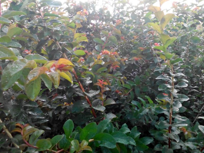 供應速生紫薇，紅花紫薇，原生紫薇，火箭紅