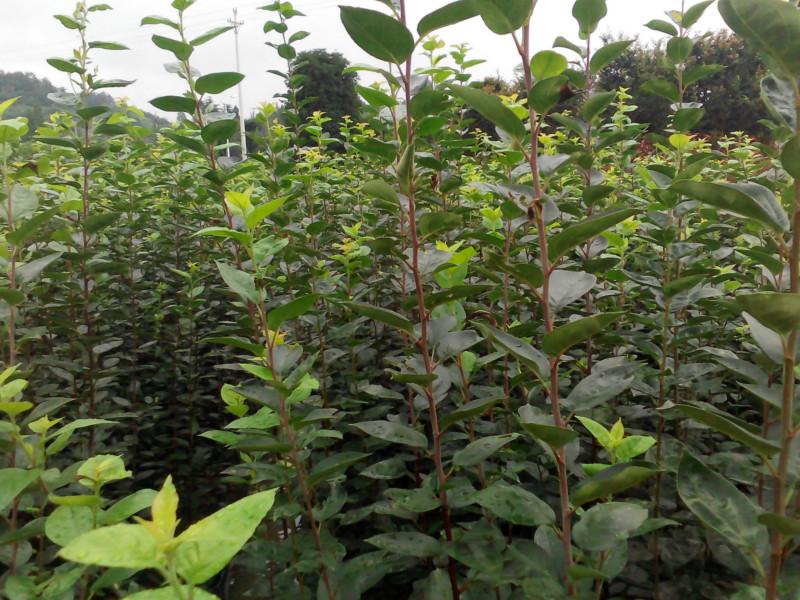 供應(yīng)嫁接西府海棠樹苗，垂絲海棠，木瓜海棠，桂花