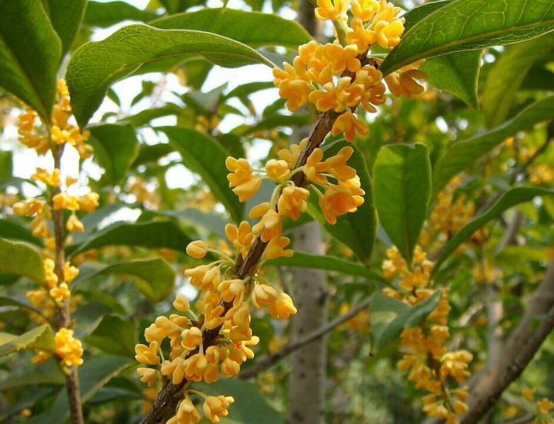 四川桂花小苗/四川桂花樹(shù)苗/四川金桂苗/丹桂苗