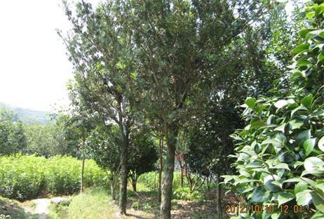 羅漢松苗圖片/羅漢松苗樣板圖 (4)