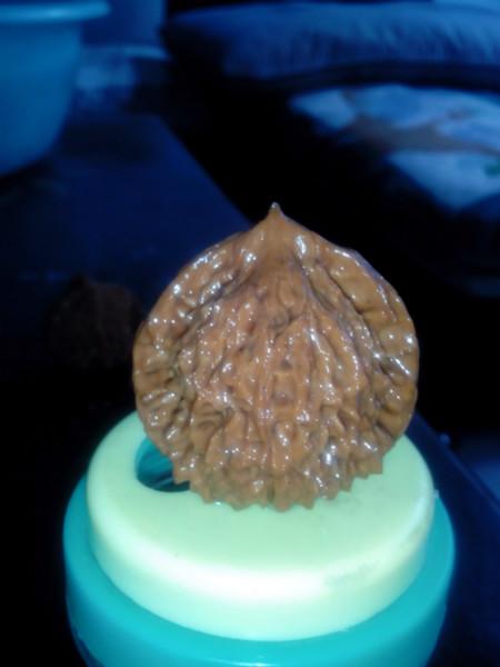 供應(yīng)3米麻核桃樹(shù)苗/2米麻核桃樹(shù)價(jià)格/山西麻核桃基地/賣麻核桃樹(shù)苗