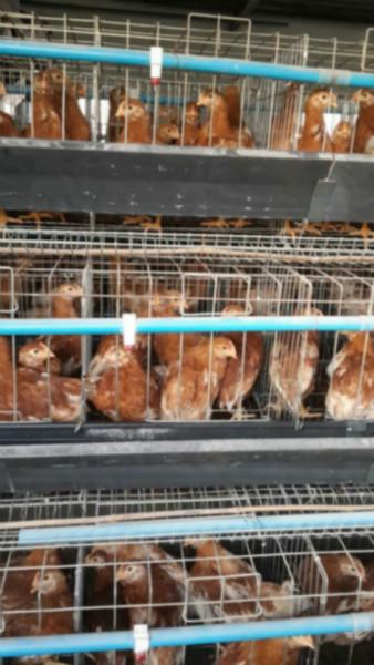 供應(yīng)優(yōu)質(zhì)青年雞