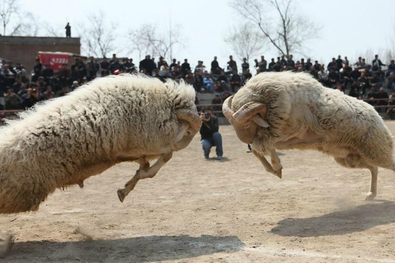 供應(yīng)小尾寒羊多少錢一只