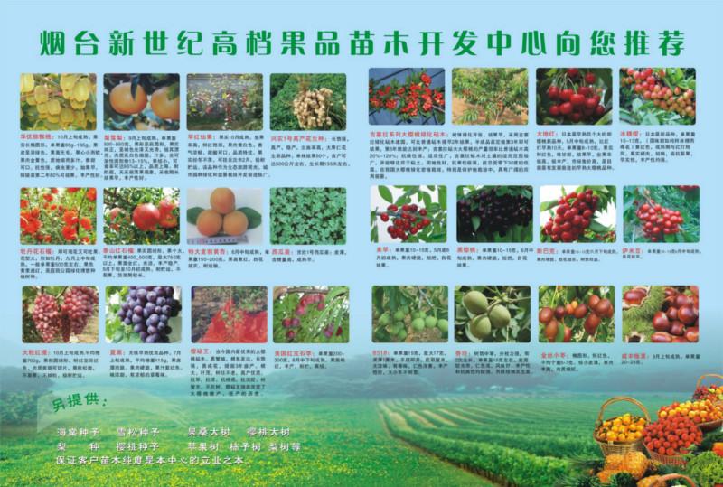 供應(yīng)無花果苗，青皮無花果苗，布蘭瑞克無花果苗，帶分支當(dāng)年結(jié)果無花果樹