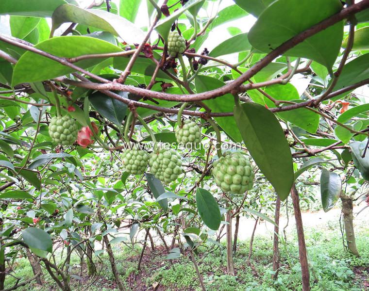 长寿果菠萝葡萄