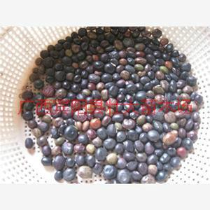 供應(yīng)優(yōu)質(zhì)牛大力種子批發(fā)價(jià)_*的牛大力種子_*的牛大力種子批發(fā)價(jià)