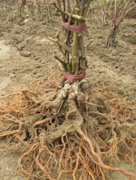 供應(yīng)果樹(shù)種苗紅心獼猴桃苗四川蒼溪原產(chǎn)地正品