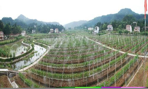 供應(yīng)價格*投資價值紅心獼猴桃苗木獼猴桃苗四川*獼猴桃基地