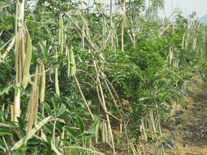 供應(yīng)優(yōu)質(zhì)牛大力種子