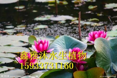 供應(yīng)睡蓮種植技術(shù)，專業(yè)種植各種水生植物，睡蓮，荷花，蘆葦，蘆竹等