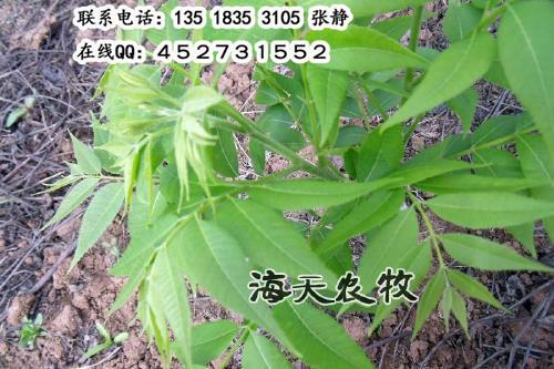 供應(yīng)核桃新品種特點(diǎn)，美國(guó)核桃苗，*值核桃