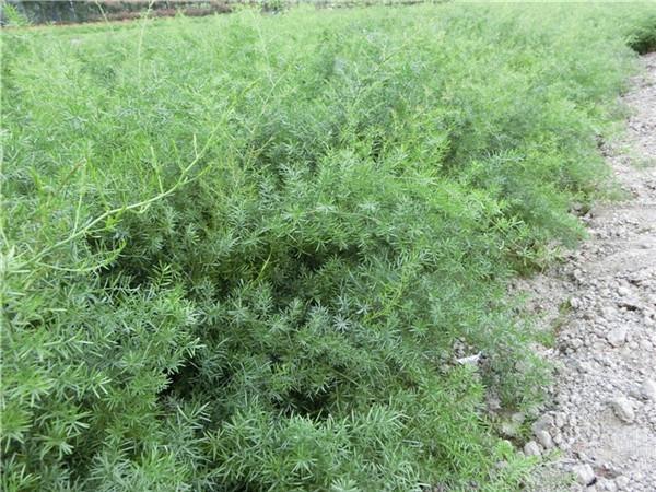 四川天門冬/天門冬批發(fā)價(jià)格/成都天門冬供應(yīng)