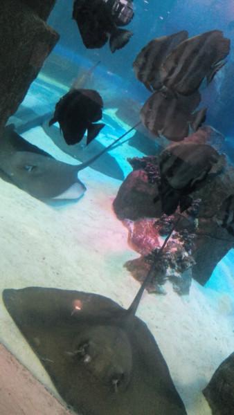 供應廣州大型魚缸亞克力魚缸訂做