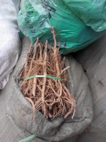 牡丹小苗批發(fā)價格，牡丹苗種植，1-3年牡丹苗優(yōu)惠銷售 牡丹小苗批發(fā)價格 出售牡丹苗