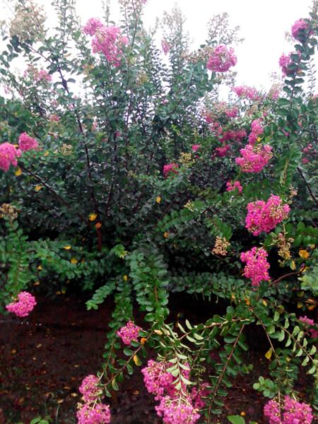 供應(yīng)速生紫薇綠化苗，紅花紫薇，原生紫薇