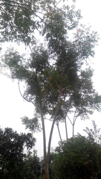 供應(yīng)浙江樹苗欒樹綠化苗，香樟，桂花，紫薇，海棠，石榴