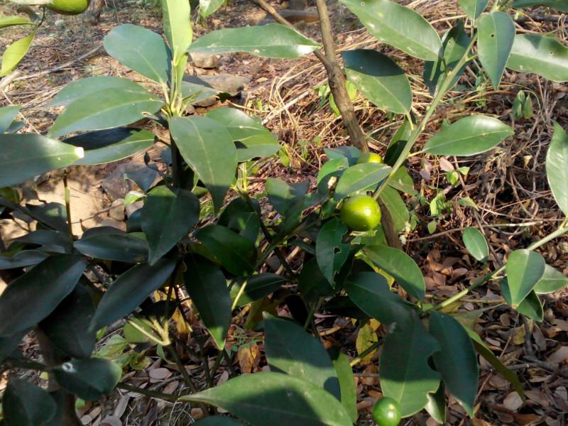 金橘小苗，紹興金橘小苗批發(fā)，金橘綠化苗 金桔小苗