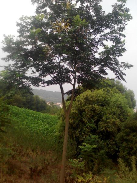 供應(yīng)浙江樹苗欒樹綠化苗，香樟，桂花，紫薇，海棠，石榴