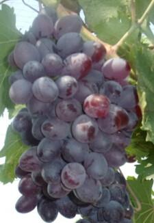 供應營口葡萄苗、營口熊岳出售葡萄苗