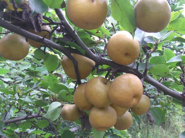 供應山東梨苗-晚秋黃梨苗-秋香梨苗-園黃梨苗-水果大晶梨苗-黃冠梨苗