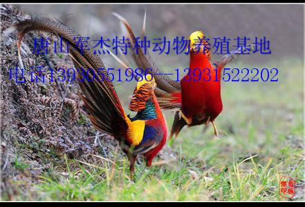供應(yīng)山東紅腹錦雞養(yǎng)殖供應(yīng)山東紅腹錦雞養(yǎng)殖.山東紅腹錦雞批發(fā).山東紅腹錦雞供應(yīng)