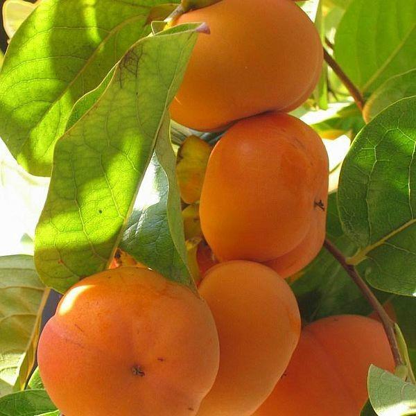 供應(yīng)臨沂柿子苗-照天紅柿子苗-雪柿子苗-磨盤柿子苗-金瓶柿子苗-富有