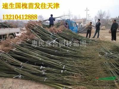 供應山西中楊國槐苗基地國槐苗