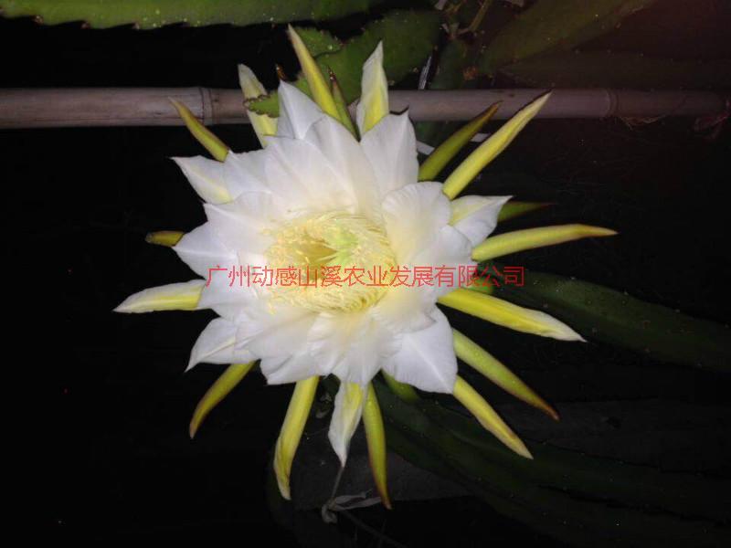 供應(yīng)廣州高產(chǎn)金都傳說(shuō)，廣州高產(chǎn)金都傳說(shuō)供應(yīng)商，廣州高產(chǎn)金都傳說(shuō)批發(fā)