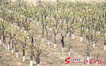 供應(yīng)山西雙季槐種苗