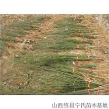 供應山西中楊國槐苗基地國槐苗