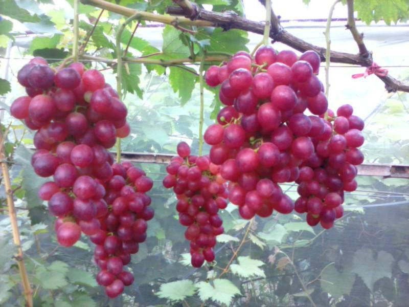 供應(yīng)紅巴拉多葡萄苗價(jià)格，紅巴拉多自產(chǎn)自銷，紅巴拉多葡萄苗供貨商