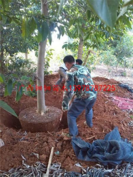 供應12-15公分黃桷蘭地苗全冠移栽技術(shù)