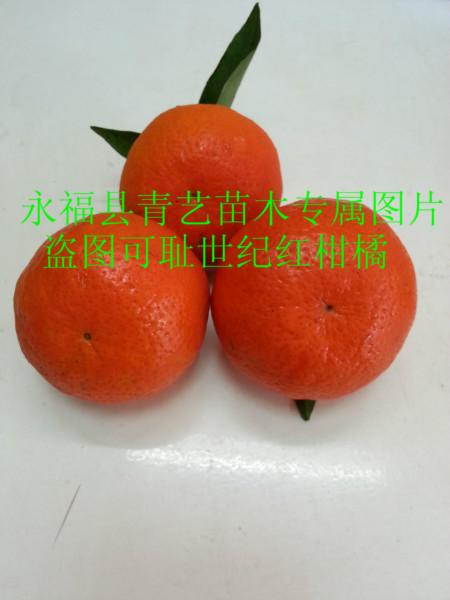 供應(yīng)廣西南寧世紀(jì)紅柑橘苗，廣西南寧世紀(jì)紅柑橘苗批發(fā)