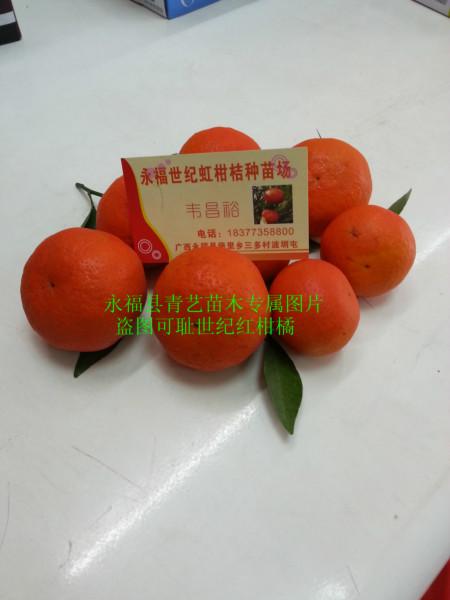 供應(yīng)世紀(jì)紅柑橘果苗供應(yīng)電話，世紀(jì)紅柑橘