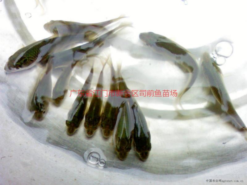 供應(yīng)廣州市番禺區(qū)羅非魚苗魚花批發(fā)