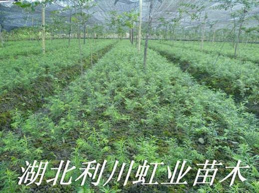 供应20公分红豆杉苗/一年生红豆杉苗高度15-20公分25万棵待售