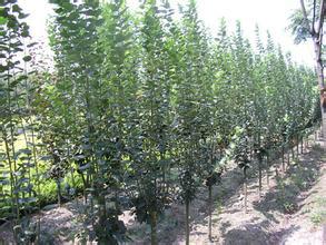 供應(yīng)西府海棠，河北西府海棠，定州西府海棠，西府海棠價(jià)格，基地，廠家