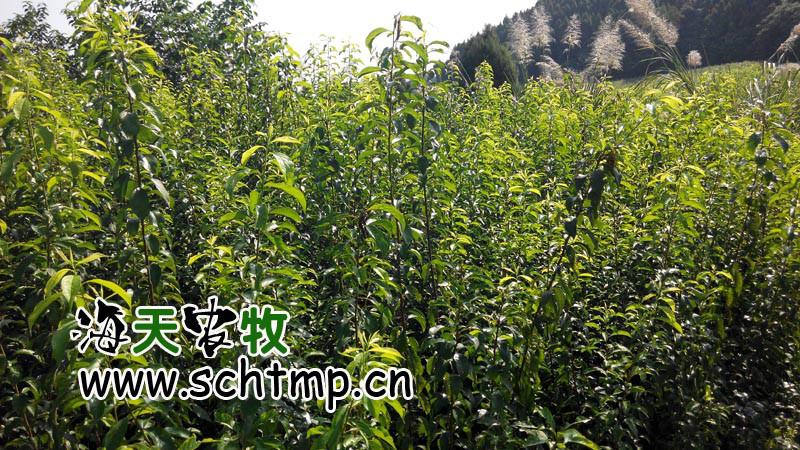 供應(yīng)批發(fā)青脆李李子新品種青脆李