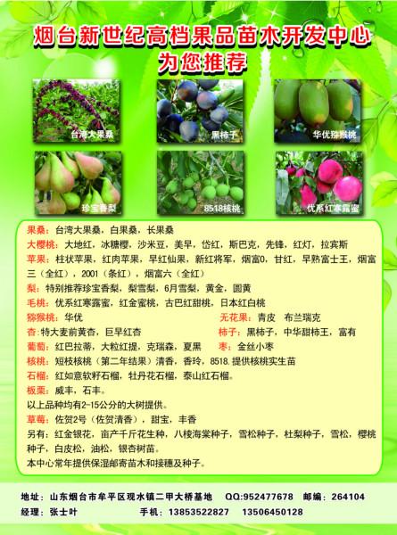 供應(yīng)優(yōu)系紅寒露蜜桃苗,晚熟,離核,自花結(jié)果,優(yōu)系紅寒露蜜桃樹